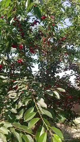 The video shows a cherry tree laden with ripe cherries. The camera pans from bottom to top, capturing the branches and the abundance of red fruit. Sunlight filters through the leaves, illuminating the scene. The tree appears to be in a garden or orchard setting, with other trees and greenery visible in the background. The video is shaky at times, suggesting it was filmed by hand.