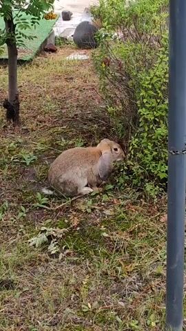A brown rabbit with long ears is nibbling on the leaves of a bush. The rabbit is sitting on the ground in a grassy area with some fallen leaves. A tree trunk is visible on the left side of the frame, and a dark pole is visible on the right. In the background, there is a light-colored surface, a large dark object, and more greenery. The scene appears to be outdoors in a park or garden.