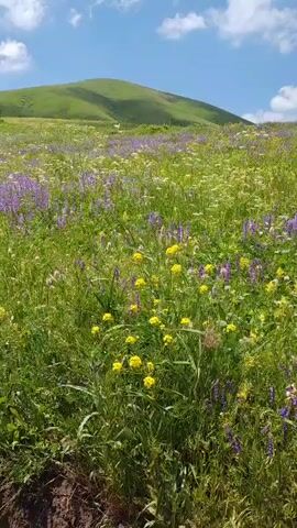 A vertical video captures a lush green meadow filled with a variety of wildflowers, predominantly purple and yellow, under a bright blue sky with scattered white clouds. The meadow appears to be on a gentle slope, with a soft green hill visible in the background. The camera pans slightly to the right, showcasing the dense floral landscape. The foreground is dominated by tall grasses and the vibrant blooms.