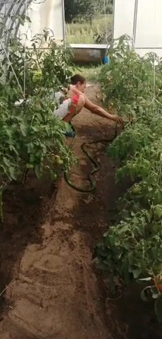 A person is inside a greenhouse with rows of tomato plants. They are watering the plants with a green hose, holding the nozzle with their right hand and reaching out towards the plants. The person is wearing a tank top and shorts. The ground is dirt, and there are some loose mounds of soil. The greenhouse appears to be made of translucent material. In the background, there is an open doorway with a view of vegetation outside, and possibly a bathtub or large container. The overall scene depicts agricultural work in a protected environment.