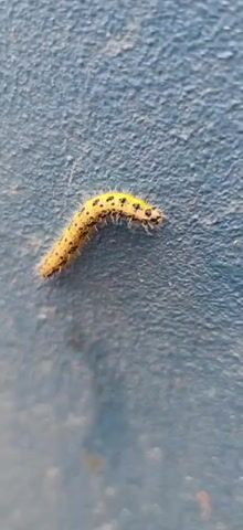 A small yellow caterpillar with black spots and fuzzy white hairs is slowly crawling in a curved motion across a textured blue surface. The caterpillar is the primary focus of the video, and its movement is captured in close-up.