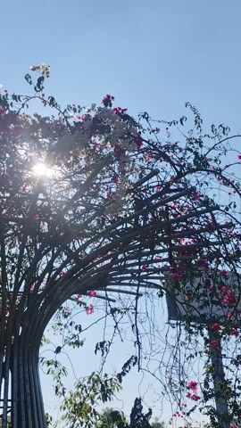The video shows a view of a structure made of curved metal beams, designed like an arbor, covered with flowering vines. The flowers are white, pink, and magenta. The sun is shining brightly from behind the structure, creating flares of light. The sky is a clear blue. Below the structure are green trees and foliage. A street sign is visible. The camera is tilted upwards. The scene is outdoors, likely in a park or garden on a sunny day.