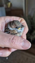 Tiny wild bird resting in a cupped hand, Mynbaev