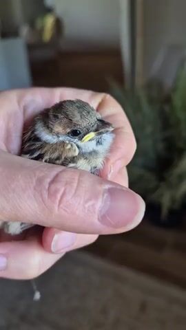 A close-up shot shows a small, fluffy bird being held in a person's hand. The bird has brown and white feathers, a yellow beak, and dark eyes. Its head is tilted slightly, and its wing is tucked in. The hand holding the bird appears to be an adult's, with visible fingernails. The background is slightly blurred, but suggests an indoor setting with some greenery.