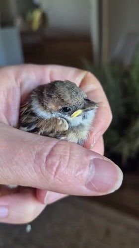 Tiny wild bird resting in a cupped hand, Mynbaev