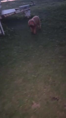 A medium-shot video shows a small, tan, curly-haired dog walking towards the camera in a grassy area during dusk. The dog's head is lowered as it approaches. In the background, there are some structures and a body of water, with a pink and purple sunset visible in the sky. The camera angle then shifts to a close-up of the dog's head and body, and a hand reaches into the frame and touches the dog's fur. The video then abruptly ends.