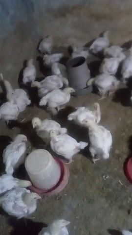 The video shows a group of young, white chickens crowded in a dimly lit room. Some are standing, while others are lying down. Two feeders are visible, one gray and one white with a red base. The floor is a mixture of dirt and scattered debris.
