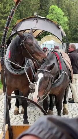 Two brown horses, harnessed and hitched to a dark-colored carriage, stand on a cobblestone surface. The horse on the left is darker brown, while the horse on the right has a prominent white blaze down its face. They are standing close together, and the darker horse appears to be nuzzling the other's face. Both horses wear similar harnesses with silver chains and red accents. The carriage has a canopy roof. Behind the horses, a man in dark clothing and light-colored pants stands near the back of the carriage. The background includes green trees. The camera appears to be positioned within the front of another carriage, looking out at the two horses.
