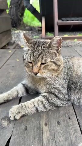 A tabby cat is lying on a wooden surface, possibly a deck. The cat's eyes are partially closed, and it is looking slightly to the left. The cat is positioned in the center of the frame, with its front paws extended. The background shows some greenery and a dark structure. The lighting suggests it is daytime.