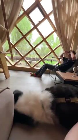 Inside a yurt-style room, a man relaxes on a chaise lounge with his hands behind his head. He is facing a large, geometrically designed window through which a green landscape of trees is visible. He is wearing a black t-shirt and jeans, and a wine glass sits on a small table beside him. A large, black and white dog is in the foreground, partially obscuring the view. A hand appears and pets the dog. To the side, a wooden ladder is visible. The room has a neutral color palette.