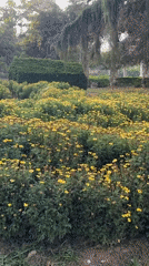 Garden of yellow flowers filmed in Da Lat, Vietnam