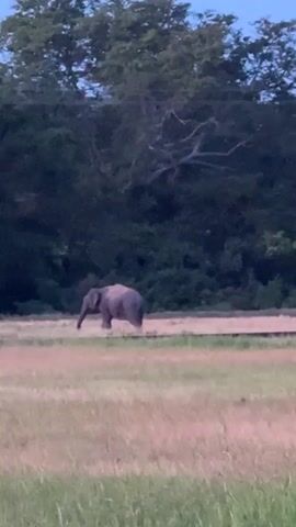 A lone elephant stands in a field of tall, dry grass with trees in the background. The elephant is facing left and its trunk is lowered. The scene appears to be at dusk.