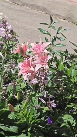 The video pans across a cluster of pink lilies and some smaller purple flowers growing in front of a pink brick wall. A paved walkway is visible to the left of the flowers, and there is green foliage throughout the scene.
