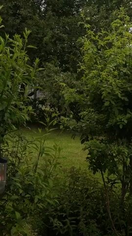The video shows a lush green yard framed by abundant foliage on either side. A patch of mown grass is visible in the center of the frame, with a few trees and bushes dotted across the landscape. The lighting suggests an overcast day, with a soft, diffused glow. A black bird is perched on a branch in the background, adding a touch of life to the otherwise still scene. The overall impression is one of natural beauty and tranquility.