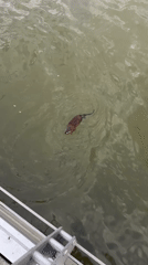 Wildlife spotted swimming in Kazan waterways amid urban backdrop