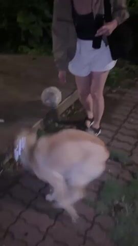 This video shows a person interacting with a dog. The person is wearing a light-colored jacket, white shorts, and sandals. They are holding a black bag over their shoulder and a dark-colored water bottle. The dog is a medium-sized, light-colored breed with a collar. The scene appears to be outdoors at night, as indicated by the dim lighting and the presence of artificial lights in the background. The ground is paved with interlocking bricks. The person is bending down and petting the dog, who seems to be wagging its tail and looking up at the person. The setting appears to be a park or a pathway, with foliage visible in the background. The overall mood seems relaxed and affectionate. There is no visible text in the video.