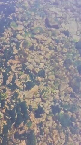 This media file is a video showcasing a rocky shoreline with clear, shallow water. The camera is looking down at the seabed, which is covered in smooth, rounded stones of varying sizes and colors, interspersed with patches of green algae. The water is so transparent that the details of the rocks are clearly visible.

As the video progresses, the camera pans upwards, revealing the expanse of a large body of water, likely a lake, given the location context of Listvyanka, Russia, which is situated on the shores of Lake Baikal. The water surface is calm with gentle ripples, reflecting the sky above. The upper portion of the video shows a clear, pale blue sky with a few faint clouds in the distance.

The scene suggests a peaceful, natural setting. The time of day appears to be daytime, possibly morning or afternoon, due to the bright, diffused light. The weather seems to be fair and pleasant. There are no people or man-made objects visible in the frame, emphasizing the natural beauty of the location. The overall mood is serene and tranquil, inviting contemplation of nature's simplicity.

The location is strongly implied to be Lake Baikal, a UNESCO World Heritage site renowned for its immense size and ecological significance, as Listvyanka is a well-known tourist destination on its shore. The clear water and rocky bottom are characteristic of many parts of Baikal's coastline. No text is visible in the video.