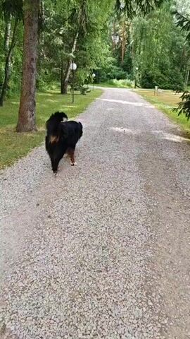 A Bernese Mountain Dog is walking on a gravel path in a park. The dog is black and brown with white markings. The dog is walking away from the camera, and its tail is wagging. The path is lined with trees and grass. There are also some lights visible in the background. The video is taken from a first-person perspective.