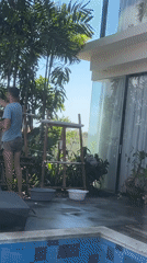 Poolside moment in Bali: a bird, a dog, and a quiet afternoon