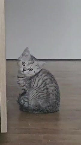 A single kitten is the main subject of the video. It has gray tabby markings and light-colored eyes, and sits curled up on a wooden floor near a white wall and a piece of furniture. A "pspsps" sound is heard, likely someone calling the kitten. The kitten then stands up and walks directly towards the camera, pausing momentarily before the video ends.