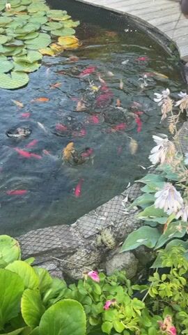 A pond is filled with numerous goldfish of varying colors, including red, orange, and white. Some are actively swimming near the surface while others are deeper in the water. Lily pads float on the water's surface on the left side of the frame. A net covers a portion of the pond's edge, and rocks line the perimeter. Green foliage and some plants with white flowers are visible around the pond. A person's hand briefly enters the frame on the right side, reaching towards the water, suggesting an interaction with the fish.