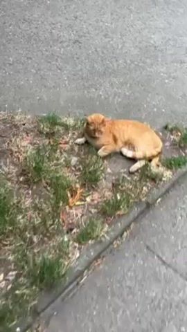 Here is a detailed description of the video:

The video captures a warm interaction between a person and an orange tabby cat. The cat is initially lying down in a small patch of grass beside a gray asphalt pavement. The person approaches the cat and attempts to pet it under the chin. The cat, initially appearing sleepy or relaxed, responds favorably to the touch, scrunching its face up as if enjoying the interaction. The scene is shot from a slightly elevated angle, providing a clear view of the cat and the person's hand. The environment consists of a mix of natural and urban elements: grass and dead leaves are intermixed with the gray asphalt of the street. The interaction conveys a sense of gentle affection and comfort.