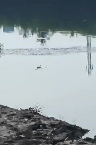 The video shows a tranquil scene of a body of water reflecting trees on the opposite bank. In the center of the frame, a bird flies low over the water's surface, creating ripples. A utility pole's reflection is visible in the water. The foreground consists of a muddy, uneven shoreline. The overall lighting is soft and diffused.