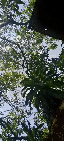 Nature documentation session captures wildlife in Vallecito Venezuela