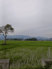 Early-stage rice paddies under cloudy skies in rural Indonesia