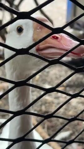 A close-up shot shows the head of a white goose looking through a black metal grate. The goose's eye is visible, and its pink beak is slightly open. The background is blurry, with hints of other birds and the ground. The lighting is overcast, and the overall mood is somewhat melancholic, as the goose appears to be confined.