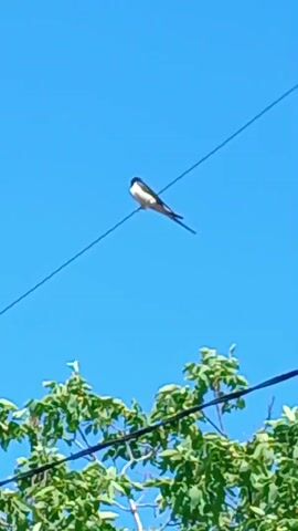 A bird sits on a wire against a clear blue sky. Below the wire are green leaves from a tree.