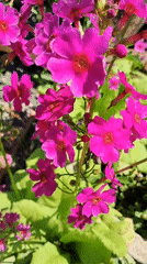 Wildflowers in bloom, Yuzhno-Sakhalinsk summer