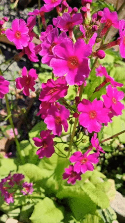 Wildflowers in bloom, Yuzhno-Sakhalinsk summer