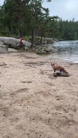 A dog walks across a sandy beach towards a fox. The fox is standing on a flat object near the water's edge. The beach is next to a body of water with trees and rocks in the background. There is a life preserver on a pole near the rocks. The sky is overcast.
