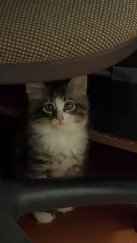 A fluffy kitten is hiding under a chair. It has tabby markings on its head and back, and a white chest and paws. The kitten looks up and yawns widely, showing its pink tongue and small teeth. Then it closes its mouth and looks away. The environment appears to be indoors, with a reddish-brown floor and dark furniture.