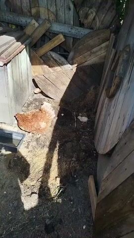 A brown hen is shown in a dimly lit, outdoor coop. The coop appears to be made of weathered wood and is covered by a sloped roof that casts a shadow. The hen is pecking at the ground in the dirt and debris of the coop. There is a water trough to the left of the hen. The scene is likely outdoors during the day, given the presence of shadows. The coop appears rustic and somewhat dilapidated. No text is visible in the media.