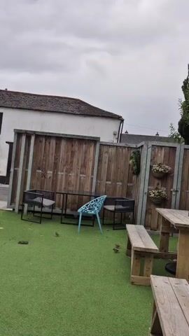 The video shows an outdoor seating area with a picnic table and benches. There are several small birds on the artificial grass. In the background, there is a wooden fence, a building, and lush green trees. A portion of a mural with text and floral designs is visible on the wall. The sky is overcast.