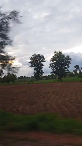 This is a video clip of a rural landscape in Tataura, Nigeria. The scene is captured from a moving vehicle, indicated by the motion blur. The primary subjects are the natural elements of the environment: fields, trees, and the sky.

The landscape features tilled agricultural fields, with distinct rows of soil suggesting recent planting or preparation. Beyond the fields, there is a scattering of trees, some appearing as lone figures against the horizon and others forming small groves. The vegetation varies, with some trees being tall and leafy, while others are more slender or have a palm-like appearance. In the foreground, a strip of green vegetation, possibly grass or low-lying crops, runs alongside the road.

The sky is overcast with a dramatic display of clouds. The lighting suggests it is either early morning or late afternoon, as the light appears somewhat diffused, and there is a hint of brighter sky breaking through some of the cloud cover. The weather seems to be cloudy, possibly anticipating rain, which is common in the region.

There is no visible text within the video. The overall mood conveyed is one of natural beauty and agricultural life, with a sense of journey or travel implied by the perspective. The focus is on the serene, open landscape under a dynamic sky.