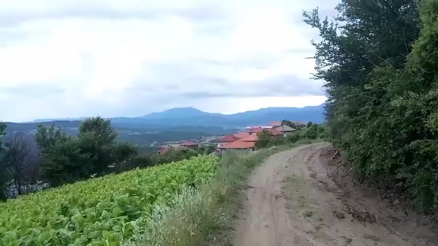 The video shows a panoramic view of a rural landscape under a cloudy sky. In the foreground, there is a field of lush green crops, likely tobacco, on a slope. To the right, a dirt road winds upwards. In the middle ground, a small village with red-tiled roofs is nestled among rolling hills and trees. Further in the distance, mountains form the horizon. The camera pans slowly across the scene, capturing the expansive and tranquil countryside.