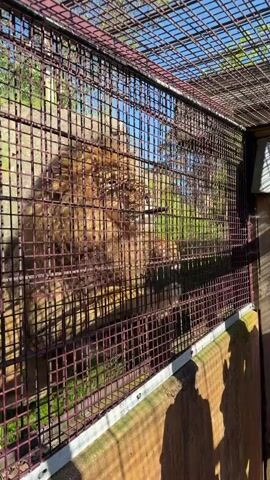 A large, tan-furred animal, resembling a lion or cougar, is visible through a dark grid metal cage. The animal is situated in an outdoor enclosure with a dirt embankment and sparse green vegetation in the background, beneath a clear blue sky. Shadows of two human heads and upper bodies are cast on a concrete ledge at the bottom right of the frame, indicating observers. A loud growl or roar is heard throughout the video. The animal remains relatively still, partially obscured by the cage, with its head visible facing towards the right.