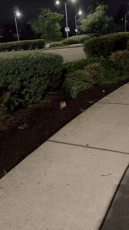 Surrey, Canada