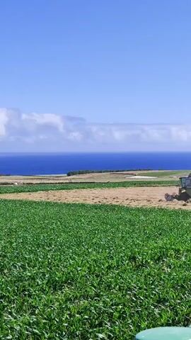 This video captures a rural agricultural scene with a prominent focus on farming activities. In the foreground, a lush green field, likely corn, stretches across the frame. To the right, a line of cylindrical bales, wrapped in bright green plastic, are neatly arranged along a grassy embankment.

The mid-ground reveals a harvested field, with dry stubble indicating recent activity. A green combine harvester is actively working, cutting and processing the crop. Further in the distance, another piece of farm machinery, possibly a tractor, is visible. Beyond the fields, a vast expanse of deep blue ocean meets a clear, bright blue sky, punctuated by a few wispy white clouds. The coastline in the background shows a town or city with buildings dotting the landscape, and a single, mature tree stands on the right side of the frame.

The overall impression is one of a productive and idyllic rural setting, likely during daylight hours with fair weather. The clear sky and the active harvesting suggest a summer day. The presence of the ocean and the distinct coastal town provide a strong sense of place, aligning with the specified location of Ribeira Grande, Portugal. There is no visible text within the video. The activity depicts the essential process of harvesting a crop, highlighting the manual labor and machinery involved in agriculture.
