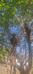 Birds nesting with eggs observed in Vallecito tree