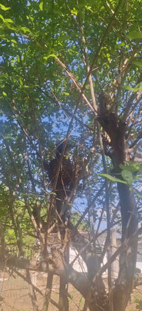 Birds nesting with eggs observed in Vallecito tree