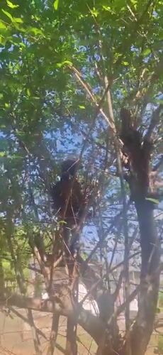 Birds nesting with eggs observed in Vallecito tree