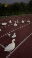 Ducks rest on track, buildings lit in Puebla park