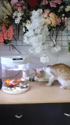 A ginger and white cat is cautiously observing a small, round fish tank on a light-colored wooden surface. The fish tank contains several goldfish swimming among rocks and aquatic plants, and has a digital display on top showing "25.3". Behind the fish tank and cat, a white tiled wall is visible, decorated with an abundance of artificial flowers in various colors, including pink, white, red, and yellow. The cat is leaning forward, sniffing near the fish tank, with its body angled towards it.