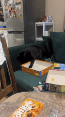 Cat interrupts board game night in Bulgarian home