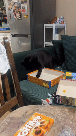 Cat interrupts board game night in Bulgarian home
