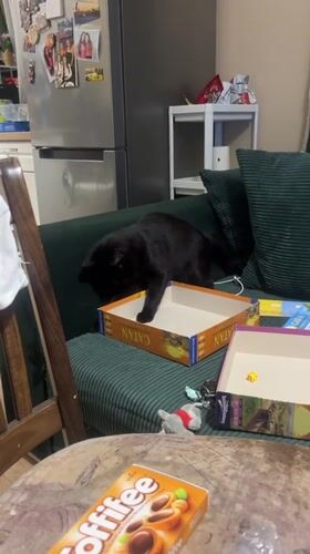 Cat interrupts board game night in Bulgarian home